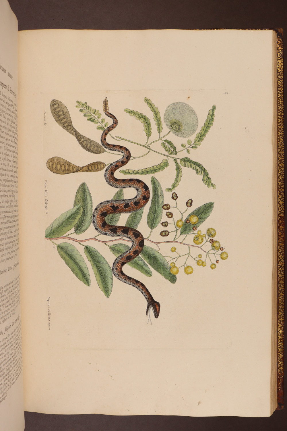 Plate 42